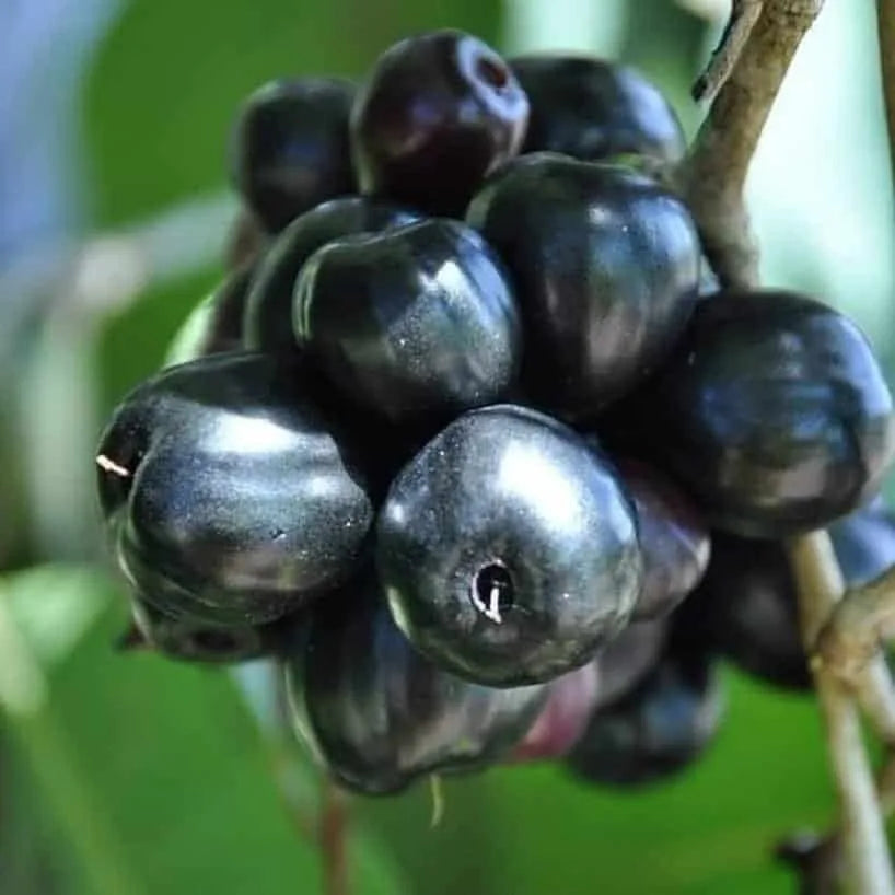 Black Jamun Fruit Plant