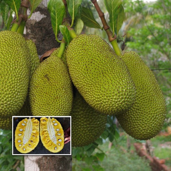 J33 Jackfruit Grafted Fruit Plant