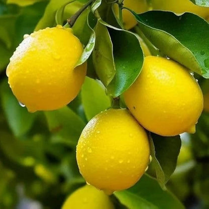 Pakistan Lemon Fruit Plant