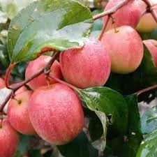 Red Apple Ber Fruit Plant