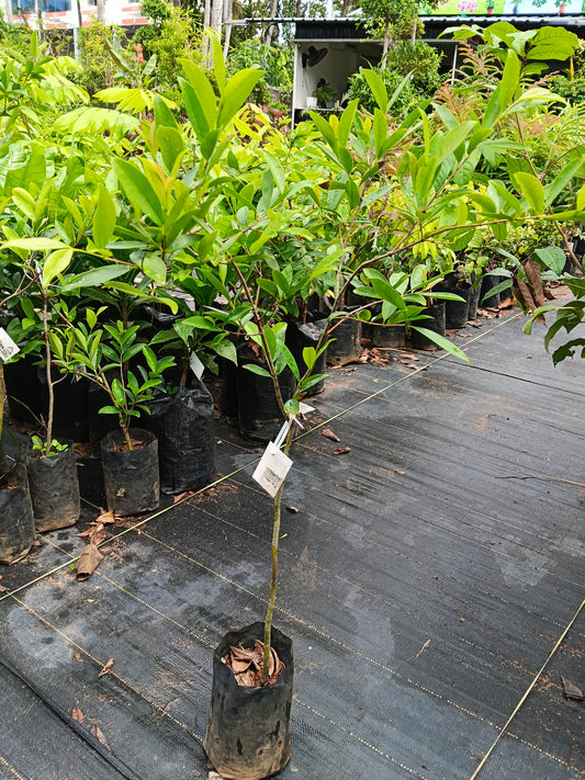 Suvannah Cherry Fruit Plant