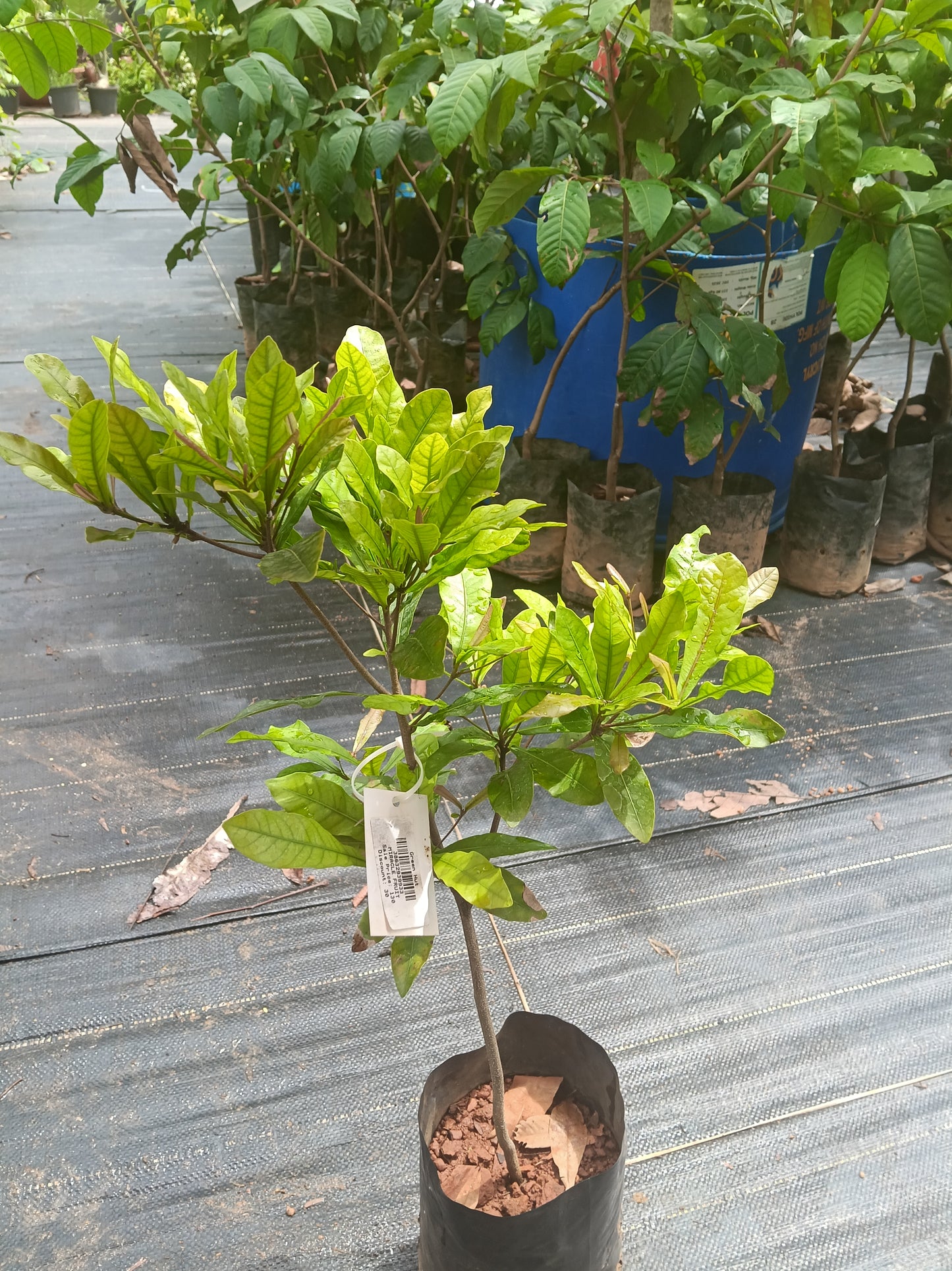 Miracle Fruit Fruit Plant