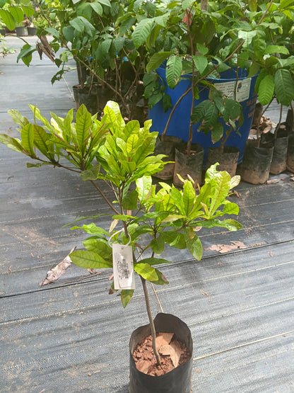 Miracle Fruit Fruit Plant