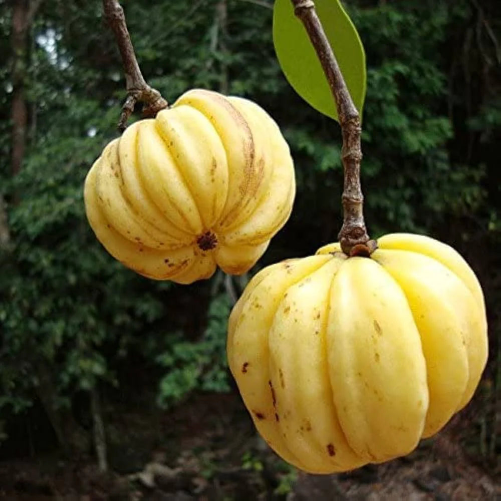 Kudambuli Fruit Plant