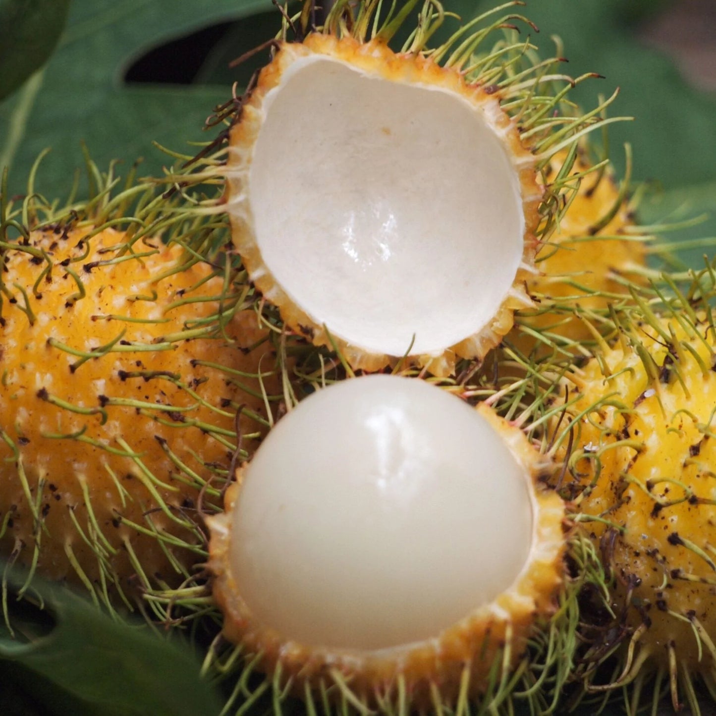 Yellow Rambutan Grafted Fruit Plant