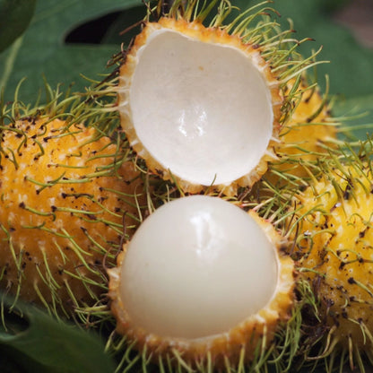 Yellow Rambutan Grafted Fruit Plant