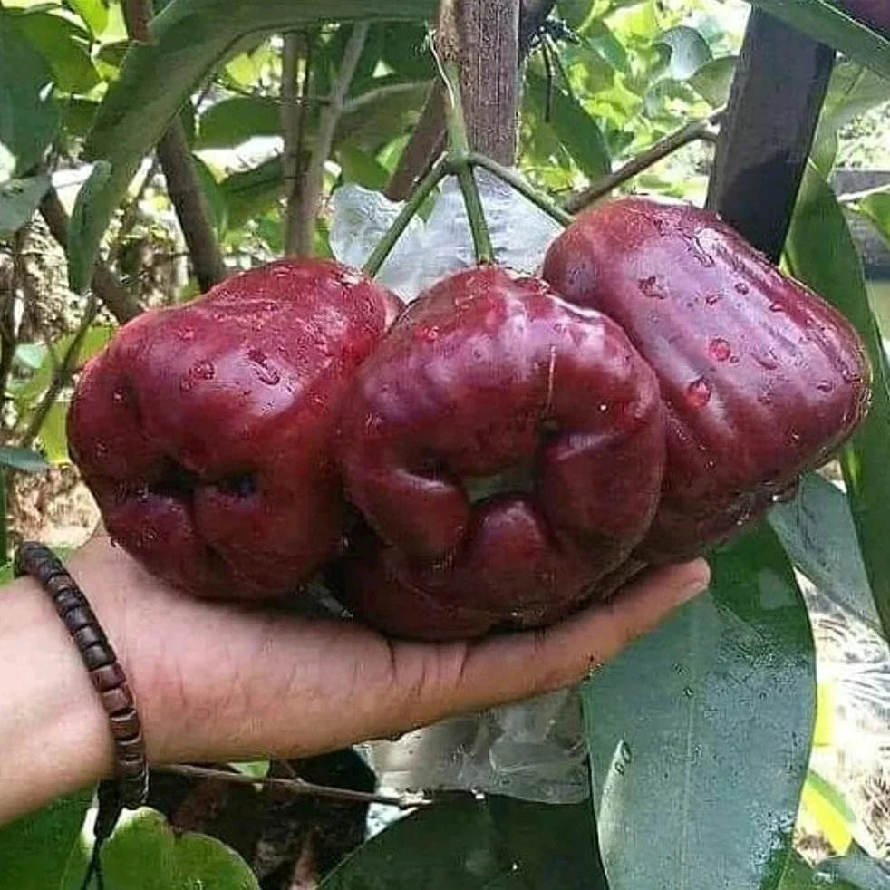 Delhari Chamba Chamba Fruit Plant