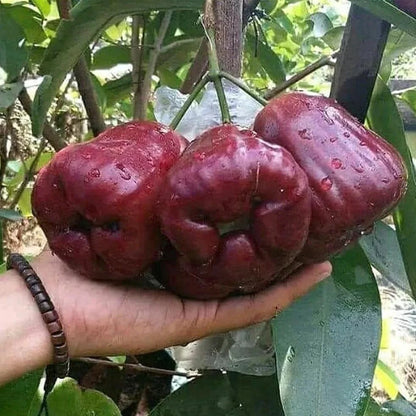 Delhari Chamba Chamba Fruit Plant