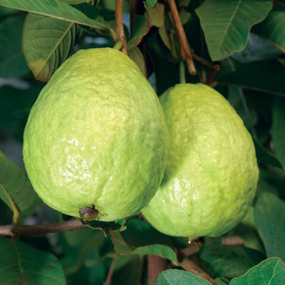 KG Guava Fruit Plant