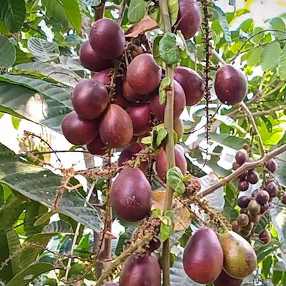 Matova Giant Purple Fruit Plant