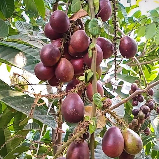 Matova Giant Purple Fruit Plant