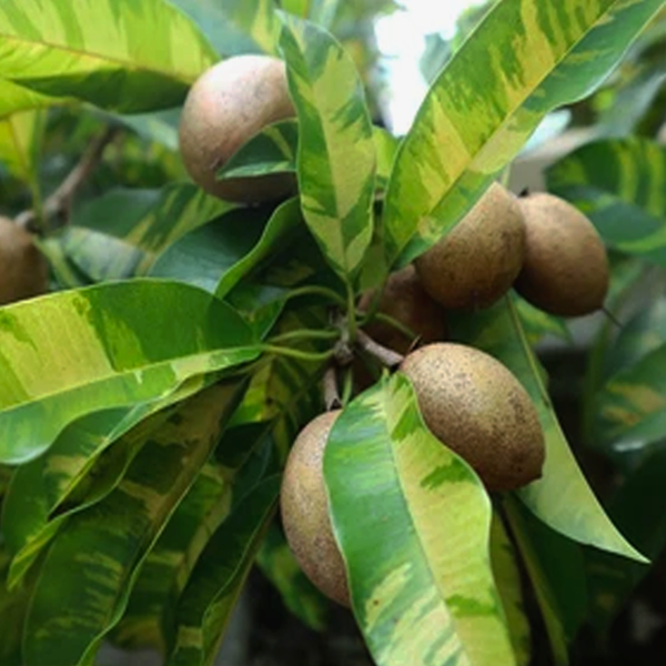 Variegated Sapote
