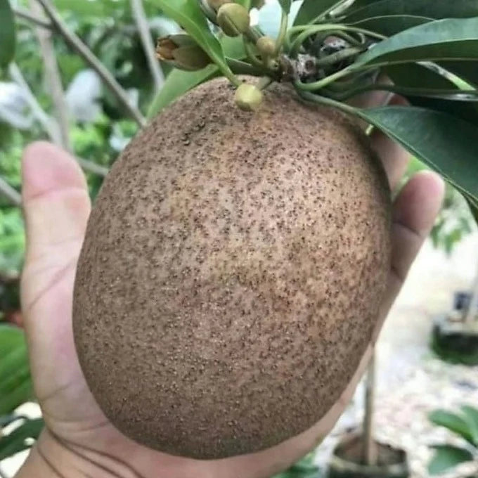 Thai King Sapote