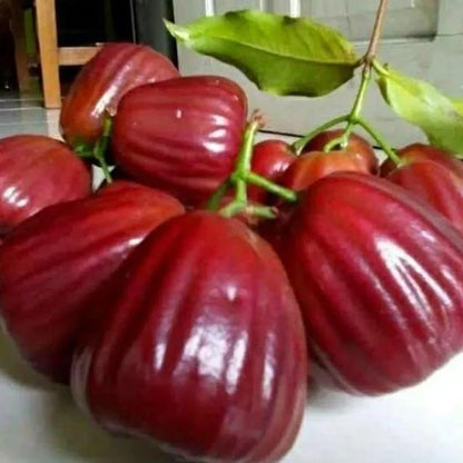 Delhari Chamba Chamba Fruit Plant