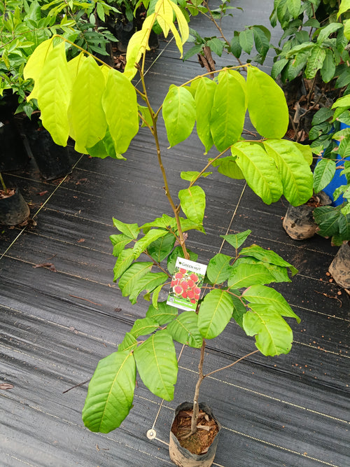 Rambutan N18