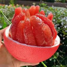 Red Pomelo Fruit Plant