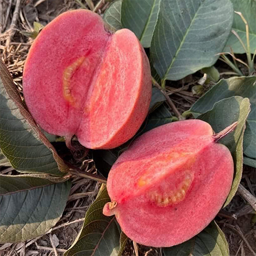 Black Diamond Guava Fruit Plant