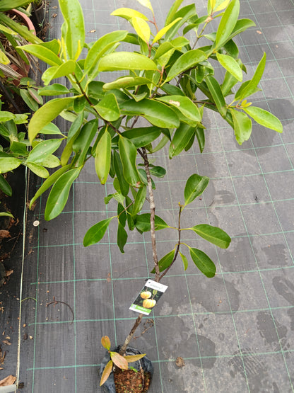 Kudambuli Fruit Plant