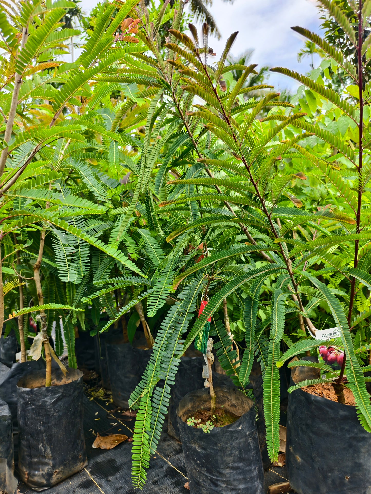 Nelli Fruit Plant
