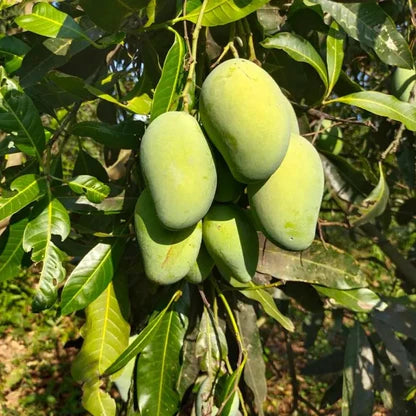All Season Mango Grafted Fruit Plant