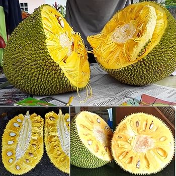 J33 Jackfruit Grafted Fruit Plant