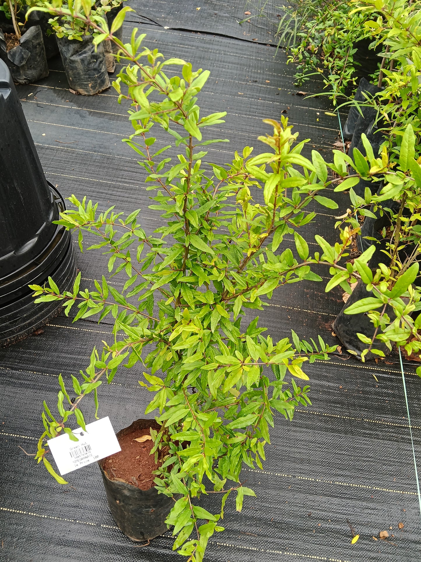 Pomegranate Fruit Plant
