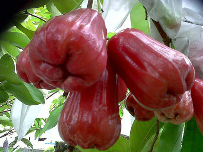 Malay Apple Chamba Fruit Plant