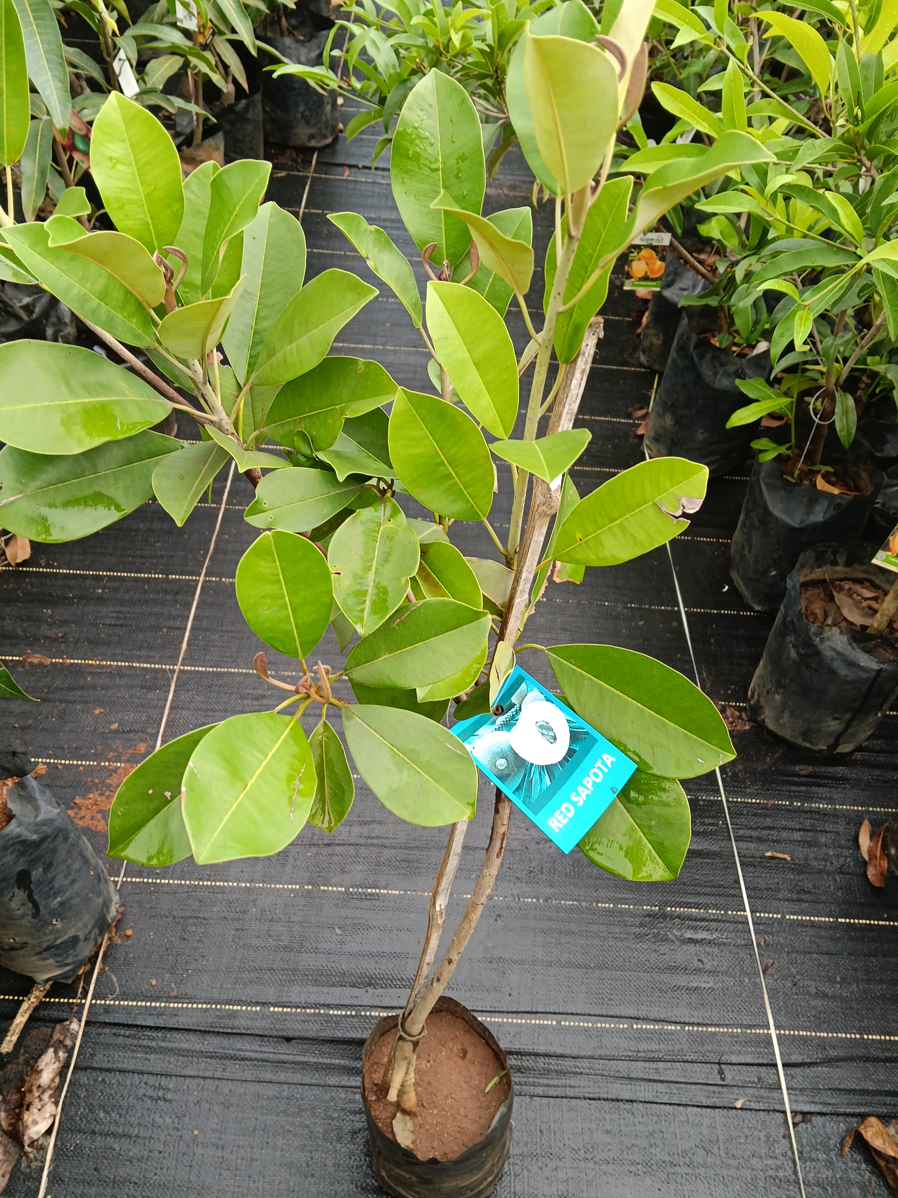 Red Sapote