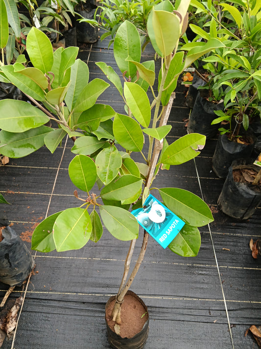Red Sapote