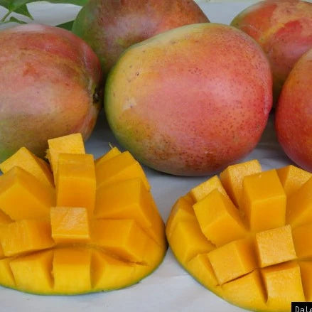 R2E2 Mango Grafted Fruit Plant