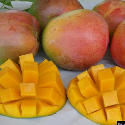 R2E2 Mango Grafted Fruit Plant