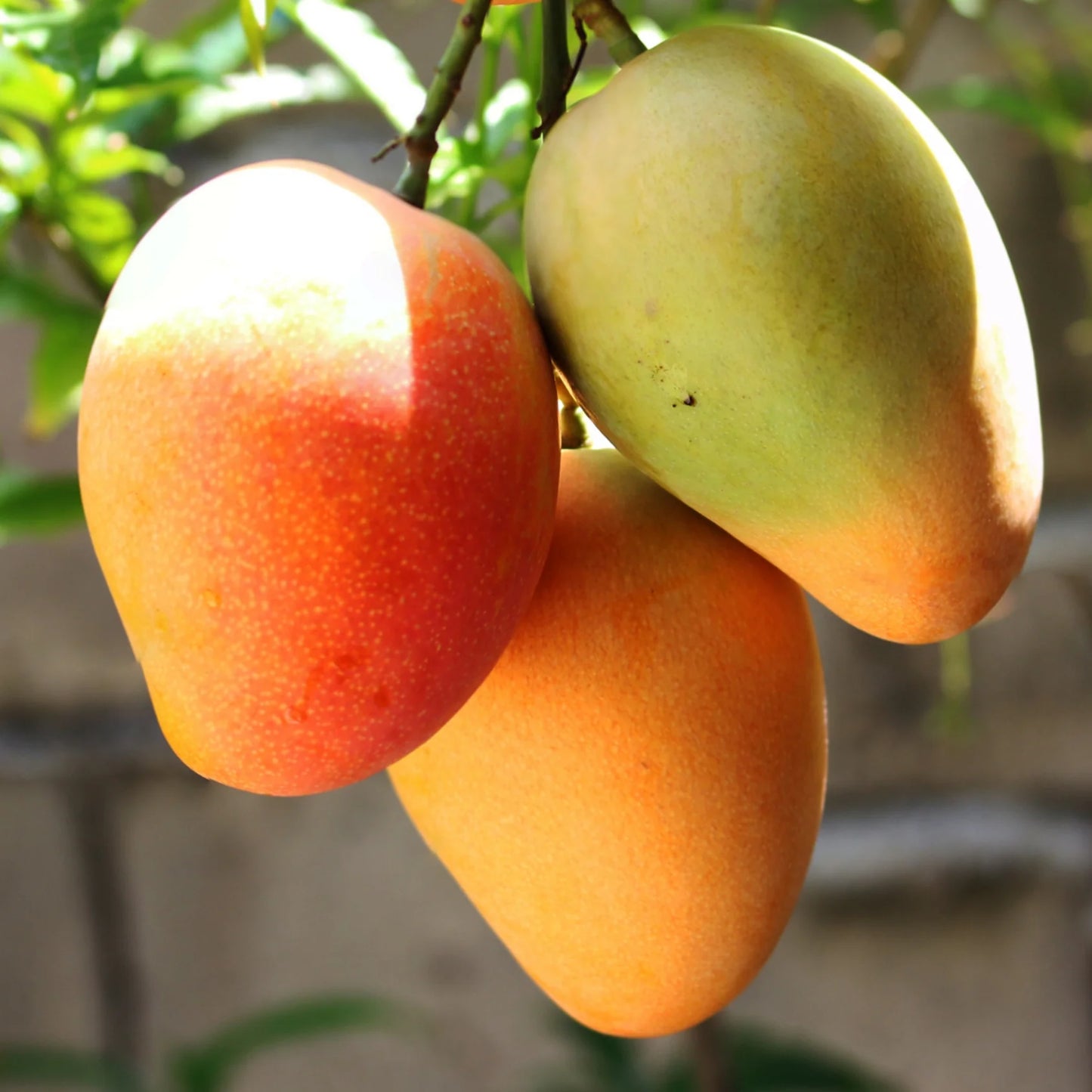 Amrapalli Mango Grafted Fruit Plant