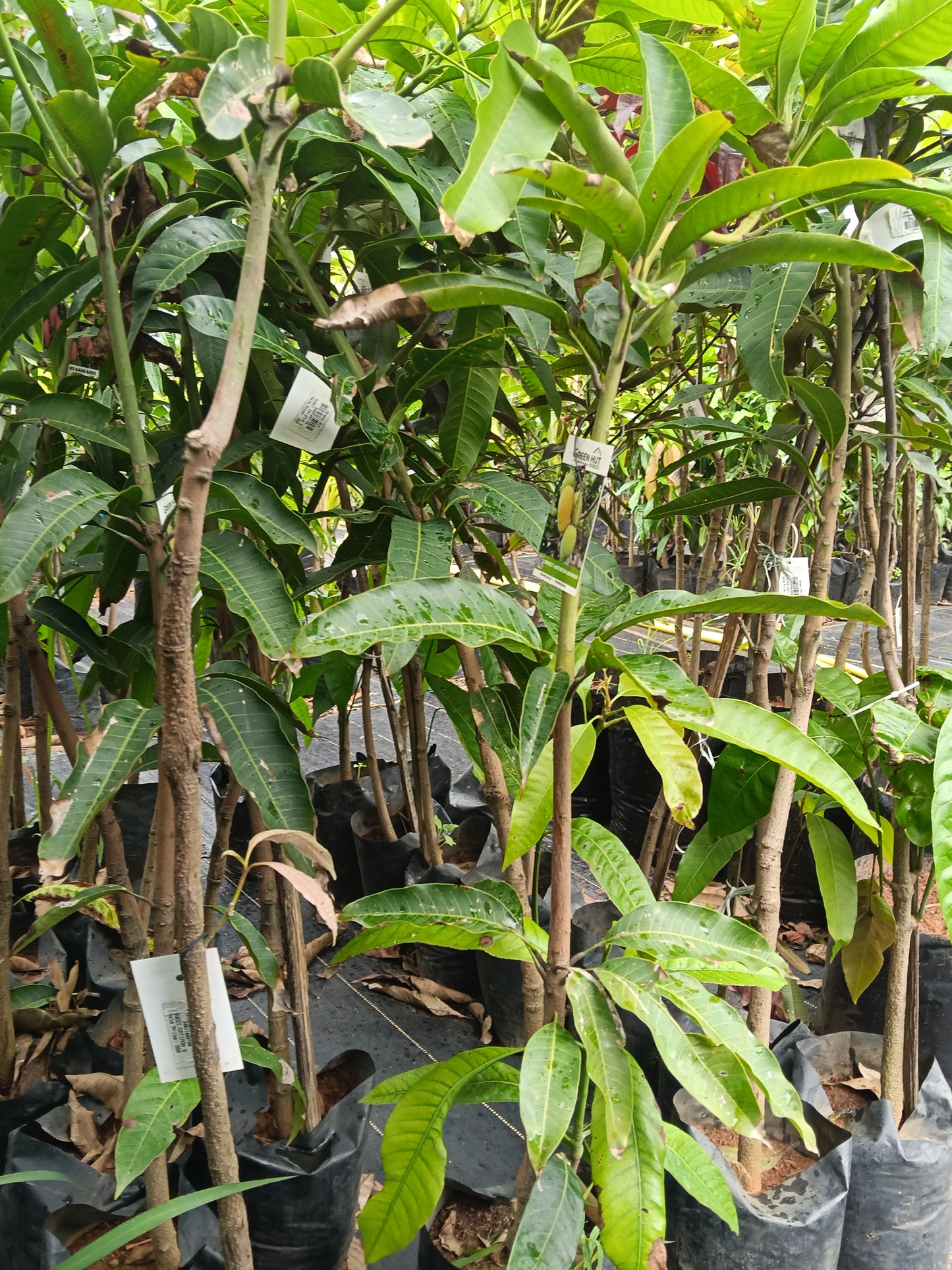 Sweet Katimon Mango Grafted Fruit Plant