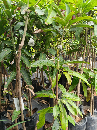Sweet Katimon Mango Grafted Fruit Plant