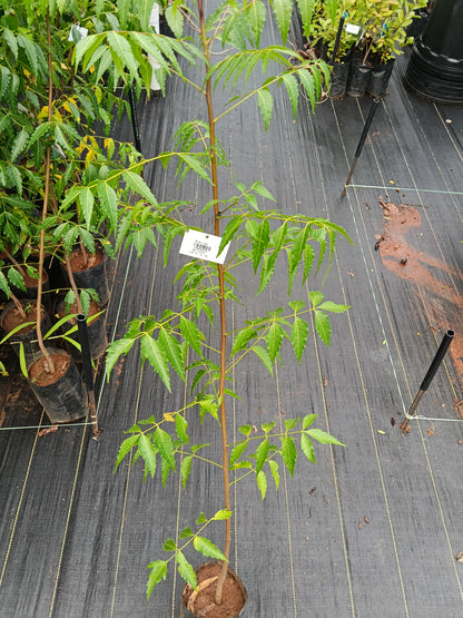 Aryaveppu Fruit Plant