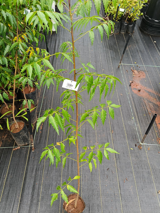 Aryaveppu Fruit Plant