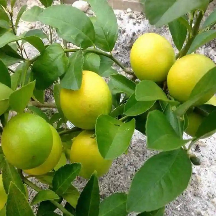 Pakistan Lemon Fruit Plant
