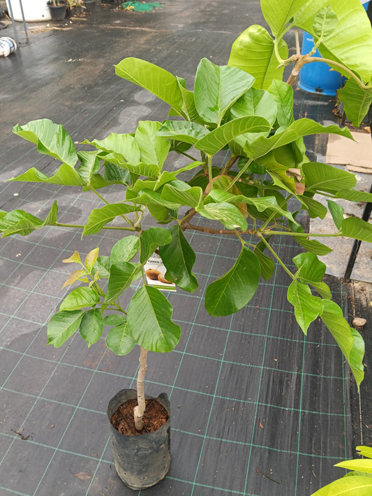 Santhol Cotton Fruit Fruit Plant
