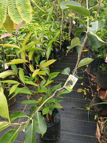Black Jamun Fruit Plant