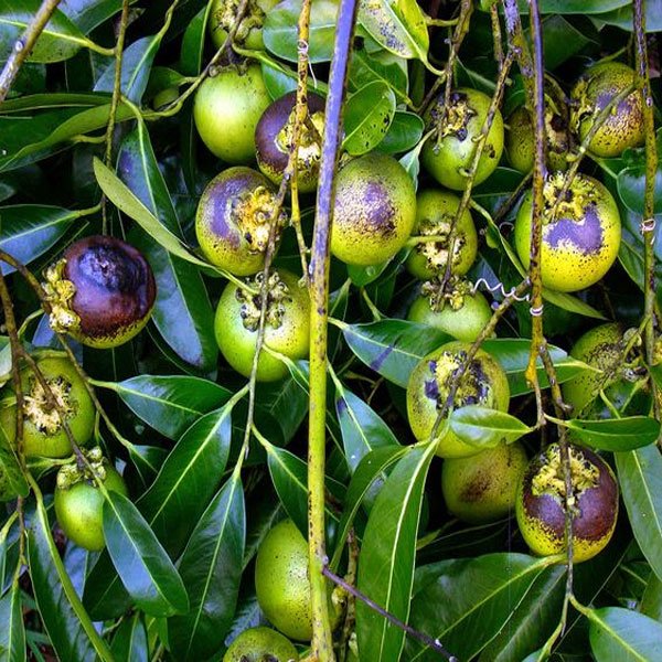 Black Sapote Fruit Plant