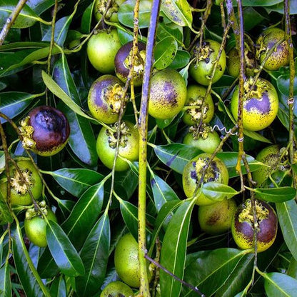Black Sapote Fruit Plant