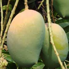 Kesar Mango Grafted Fruit Plant