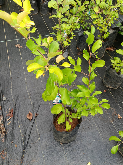 Red Apple Ber Fruit Plant