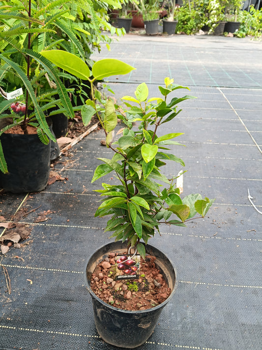 Escarlet Jaboticaba Fruit Plant