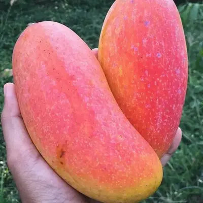 Red Banana Mango Grafted Fruit Plant