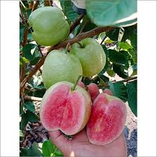 Japan Guava Fruit Plant