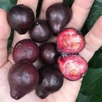 Rainforest Guava Fruit Plant