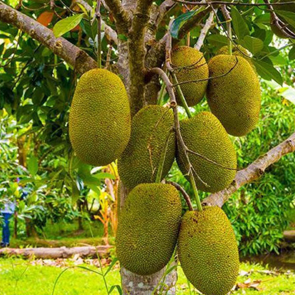 Vietnam Early Jackfruit Grafted Fruit Plant