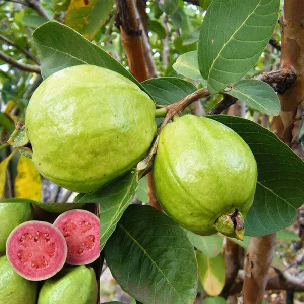Lalith Guava Fruit Plant