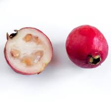 Strawberry Yellow Guava Fruit Plant